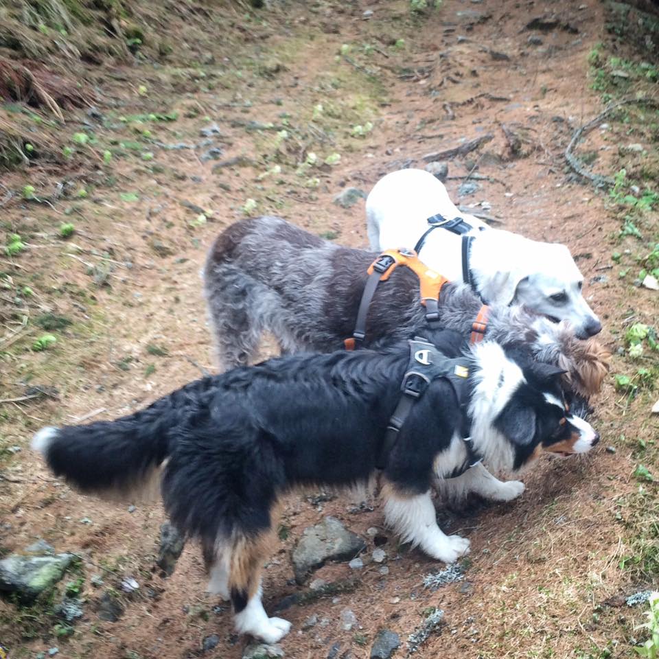 Harnesses